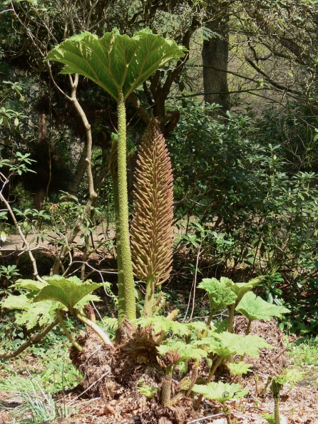 Bois des Moutiers (51) Mai 2012